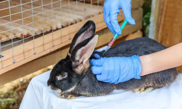 Tierarzt impft Kaninchen. Die Frage, wie oft Kaninchen impfen, ist wichtig für die Gesundheit.