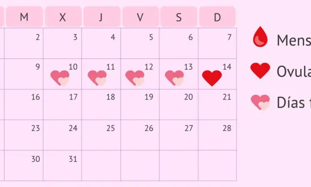 Calendario menstrual. La ovulación dura un día, marcado con un corazón rojo. Los días fértiles son los que rodean la ovulación.