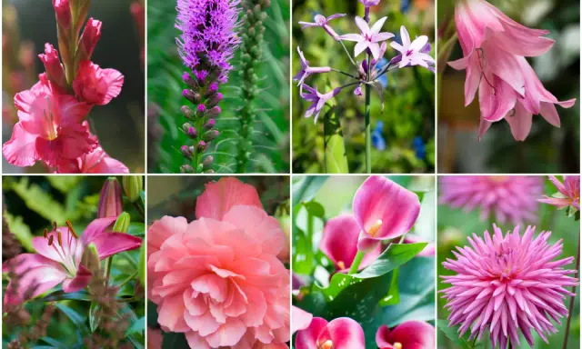 Kolaż ośmiu zdjęć kwiatów. Wśród nich gladiolus, liliowiec, kalie i dalia, wszystkie w odcieniach różu.