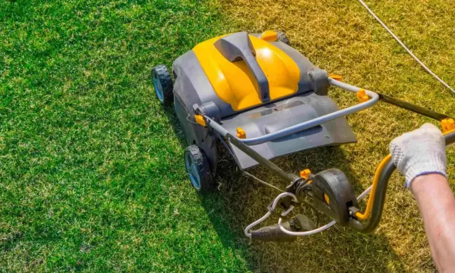 Une main gantée pousse un scarificateur ou un démousseur sur une pelouse verte et jaune, aérant le sol pour une meilleure croissance.
