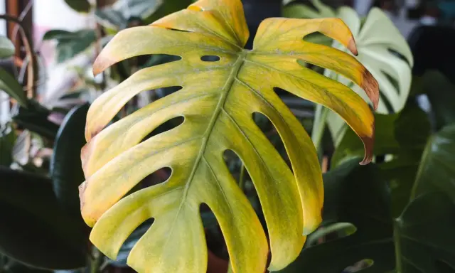 Monstera żółkną liście, z brązowymi brzegami. W tle inne rośliny.