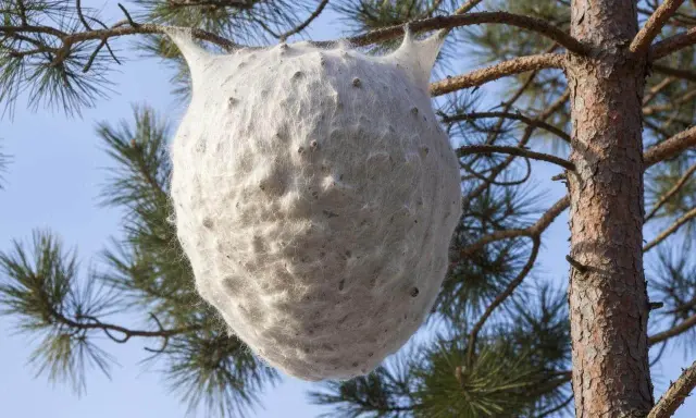 Gros nid blanc de chenilles processionnaires sur une branche de pin. Que faire face à ce danger ?