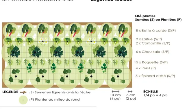 Plan d'un potager de légumes feuilles pour le semis de printemps : laitues, épinards, roquette, persil, chou kale, bette à carde et camomille.