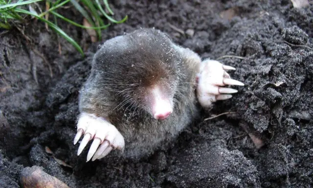 Kret wychyla głowę z ziemi, pokazując swoje potężne łapy z pazurami. Zastanawia się, co na kreta, szukając robaków.