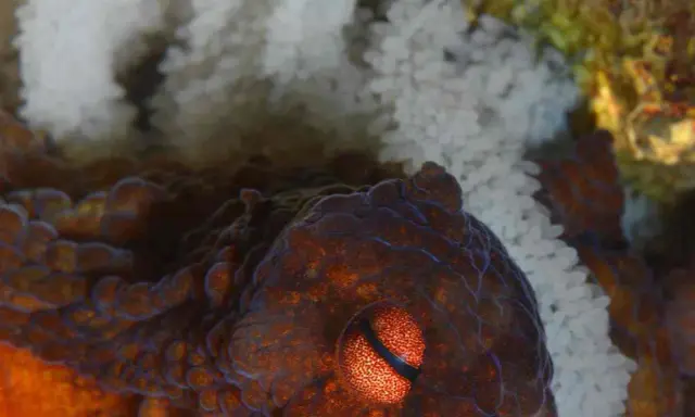Occhio di un polpo che protegge le sue uova. La madre veglia sul futuro della sua specie.