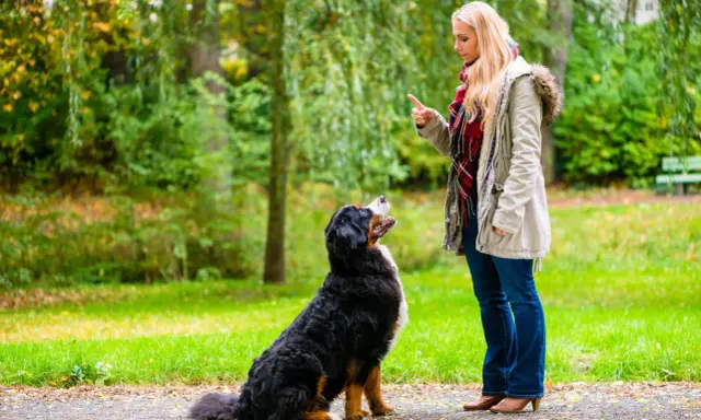 Kobieta uczy psa komendy siad w parku. Pies siedzi, patrząc na nią z uwagą.