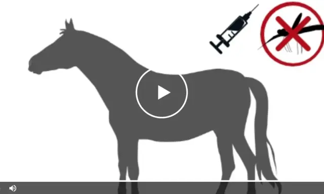 Silhouettenpferd mit Spritze und Mücken-Symbol. Mögliche Ursache für spinale Ataxie beim Pferd.