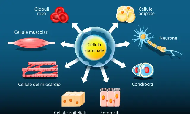 La cellula staminale è il punto di partenza per diversi tipi di cellule staminali, tra cui globuli rossi, cellule muscolari, neuroni e condrociti.