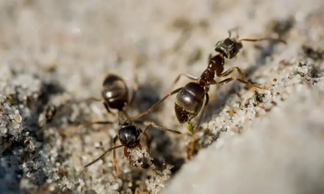 Dwie mrówki na piasku. Szukasz naturalnych sposobów na mrówki? Te pracowite owady mogą być uciążliwe.