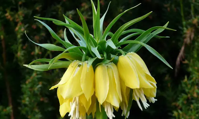 Fritillaire impériale jaune, ses clochettes pendantes et ses feuilles vertes dressées, une couronne florale majestueuse.