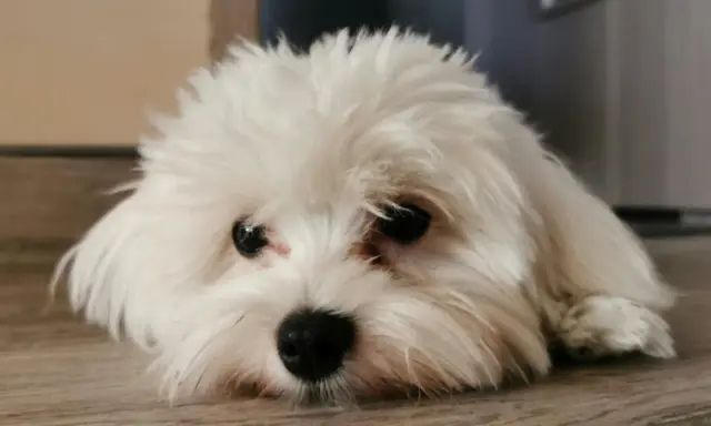 Un adorable bichon maltais au poil blanc et soyeux, le museau posé sur le parquet, regarde avec ses grands yeux noirs.