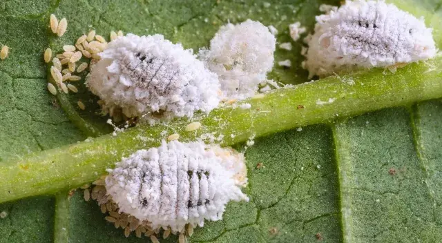 Gros plan d'un insecte blanc cotonneux, un nuisible commun sur une plante verte.
