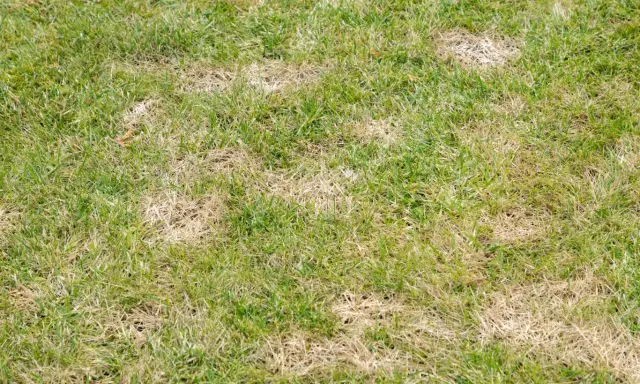 Suchy trawnik z plamami żółtej, obumarłej trawy. Szukasz domowych sposobów na pędraki?