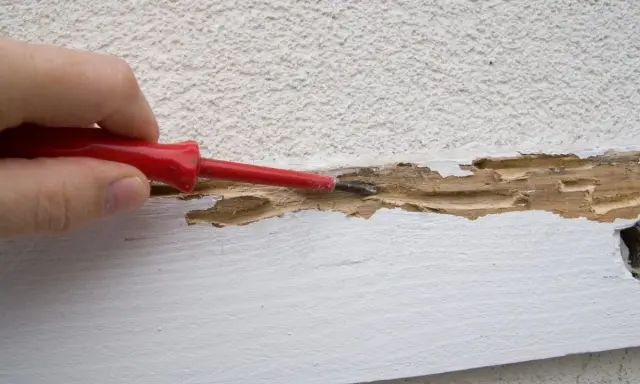 Main d'une personne utilisant un tournevis rouge pour gratter du bois rongé par des termites, révélant les dégâts dans une maison.