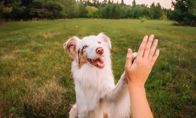 Un chien blanc et brun donne une patte en signe de réussite en dressage.