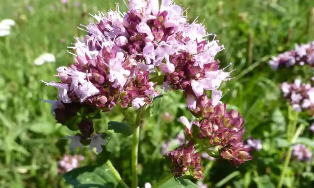 Ein Blütenstand von wildem Dost mit zarten rosa und lila Blüten vor einer grünen Wiese.