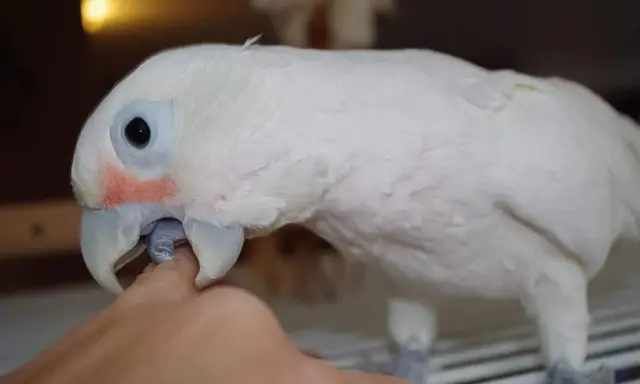 Un pappagallo bianco con guance rosate becca un dito. Forse è un modo per capire perché i pappagalli si beccano tra loro.