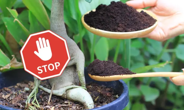 Stop! Fusy z kawy nie są dobre dla wszystkich roślin. Uważaj, zanim dodasz je do ziemi.