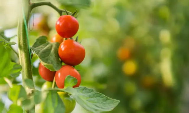 Tomates rouges mûres sur une branche. Pensez à quel légume ne pas planter à côté des tomates pour une récolte réussie.