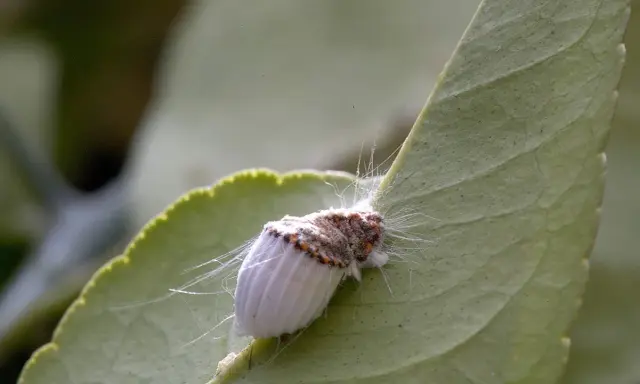 Cochenille du citronnier, un ravageur qui peut être combattu par un traitement naturel.