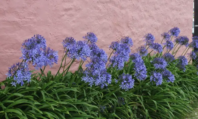 Gros plan sur des agapanthes bleues éclatantes devant un mur rose texturé. L'entretien des agapanthes est simple pour profiter de ces fleurs spectaculaires.