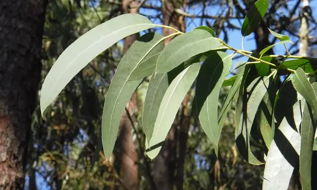 Feuilles d'eucalyptus radié, source de l'huile essentielle aux multiples vertus.
