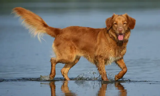 Radosny retriever z Nowej Szkocji pluska w wodzie, machając puszystym ogonem.