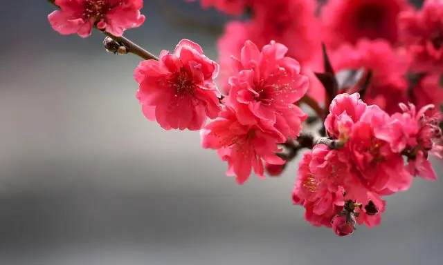 Fiori rosa vivaci su un ramo, un'immagine gratuita di Pixabay che cattura la bellezza della primavera.