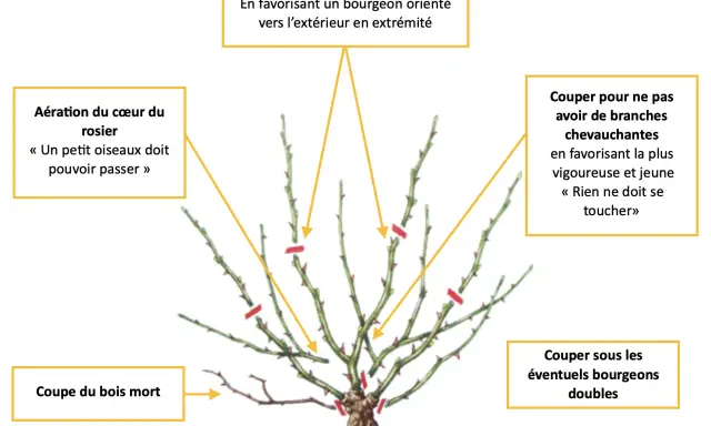 Illustration montrant comment tailler un rosier : aérer le cœur, couper le bois mort, supprimer les branches qui se touchent et tailler à 3-5 bourgeons vers l'extérieur.
