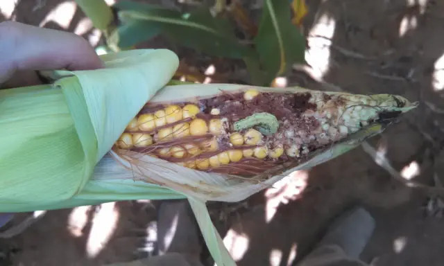 A hand peels back the husk of a corn cob, revealing damage from a corn bug. The light green caterpillar is visible amidst the kernels and chewed-up cob.