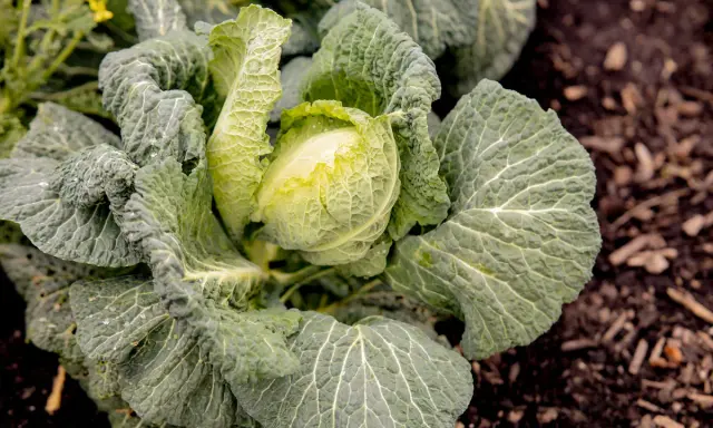 Ein grüner Kohlkopf mit zerknitterten Blättern, bereit für die wirsing erntezeit.