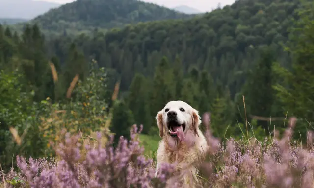 Złoty retriever w fioletowym wrzosowisku, zadowolony z wycieczki. Czy na Śnieżkę można z psem? Tak, jeśli jest tak szczęśliwy!
