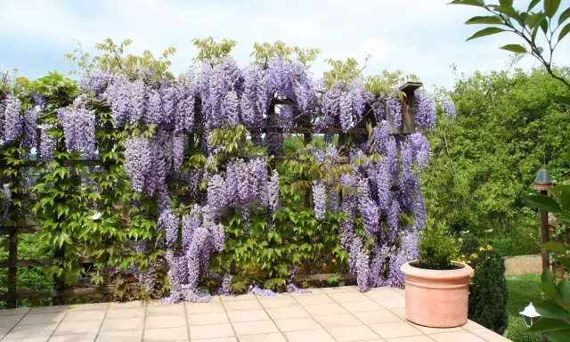 Kwiaty wisterii w donicy tworzą fioletowy wodospad na drewnianej pergoli.