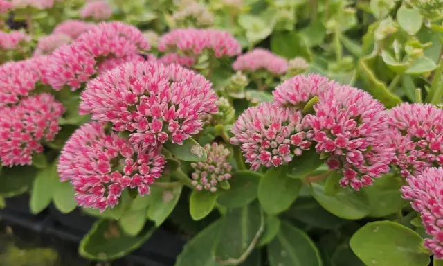 Gros plan sur des grappes de fleurs roses vives d'une plante couvre-sol qui adore le soleil. Les feuilles vertes épaisses sont visibles en arrière-plan.