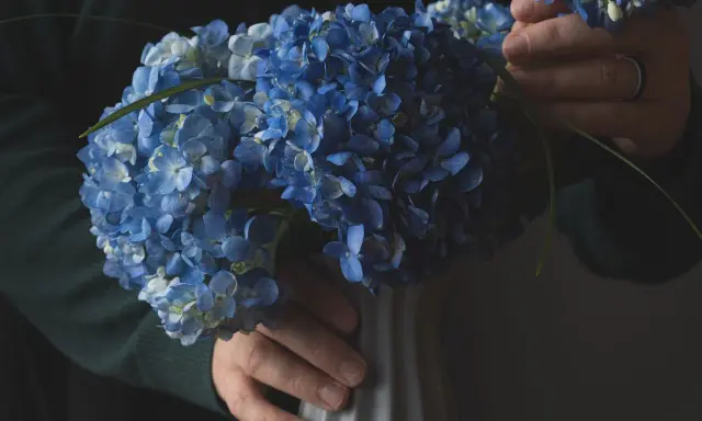 Un bouquet d'hortensias bleus, prêts à être mis en terre pour un jardin éclatant.