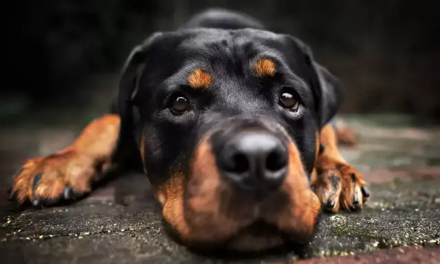 Czujny pies stróżujący rasy Rottweiler leży na kamiennej posadzce, gotów do obrony.