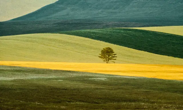 Un singolo albero solitario su un campo giallo, un paesaggio ondulato che ricorda lo stile di Franco Fontana.