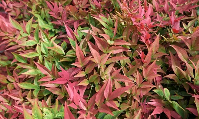Feuillage dense de bambou sacré, mêlant des teintes vertes et roses vibrantes, évoquant une nature luxuriante et colorée.