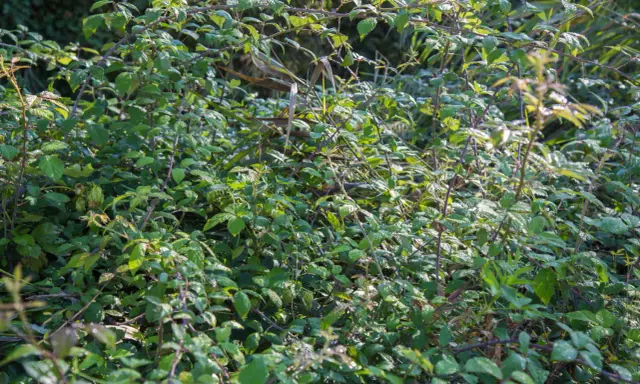 Un enchevêtrement dense de ronces vertes et épineuses. Une image qui fait réfléchir sur comment se débarrasser des ronces définitivement.