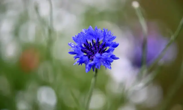 Fleur de bleuet, ornée de gouttes d'eau. Une beauté qui peut cacher un danger, comme l'eau de bleuet.