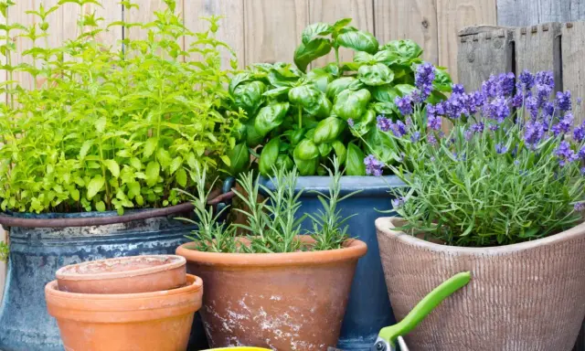 Maceta con menta, albahaca, romero y lavanda, plantas para ahuyentar mosquitos.