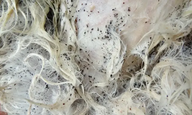 Gros plan sur un pelage blanc infesté de puces noires. La question "en combien de temps les puces meurent" est une préoccupation majeure pour les propriétaires d'animaux.