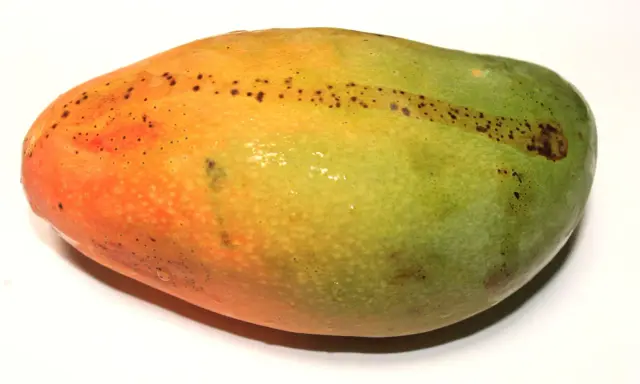 Soczyste mango, z pomarańczową i zieloną skórką, z kropkami, idealne, kiedy mango jest dojrzałe.