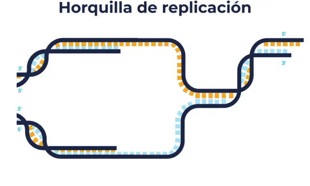 Diagrama de la burbuja de replicación del ADN, mostrando las hebras separándose y nuevas hebras formándose en direcciones opuestas.