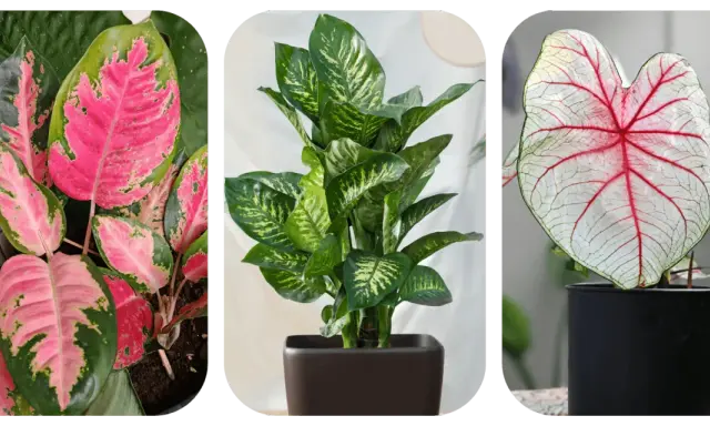 Aglaonema o różowych liściach, zielona dracena i kaladium z czerwonymi żyłkami. Do uprawy aglaonemy najlepsza jest lekka, przepuszczalna ziemia.