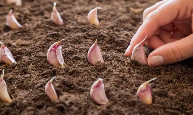 Main d'une personne en train de planter de l'ail dans la terre. Les gousses d'ail sont prêtes à germer.