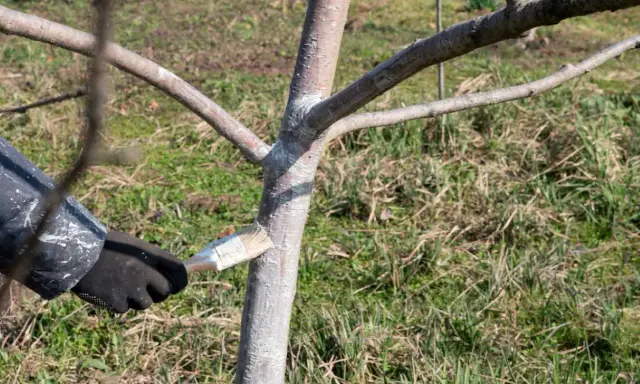 Application de chaux vive au pinceau sur le tronc d'un jeune arbre pour le protéger.