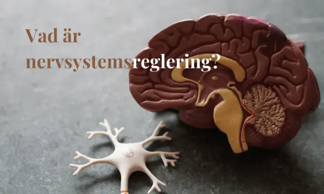 Modell av hjärna och neuron. Texten "Vad är nervsystemsreglering?" ställs.