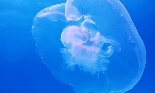 Una medusa trasparente fluttua nel blu profondo, mostrando le sue delicate forme. Diverse quallen arten, come questa, popolano gli oceani.