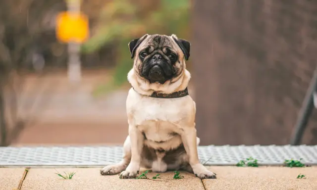 Smutny mops siedzi na chodniku. Może czas pomyśleć, jak odchudzić psa, by był zdrowszy i szczęśliwszy.